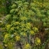 Foeniculum vulgare -- Fenchel